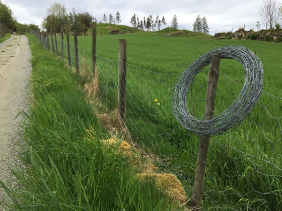 Fjerning av piggtråd på Sjernarøy i Stavanger kommune.