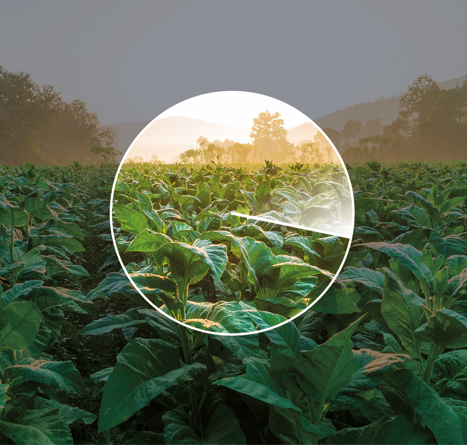 Plantation of tobacco plants under the sunrise and white sky during winter in Chiang Mai.