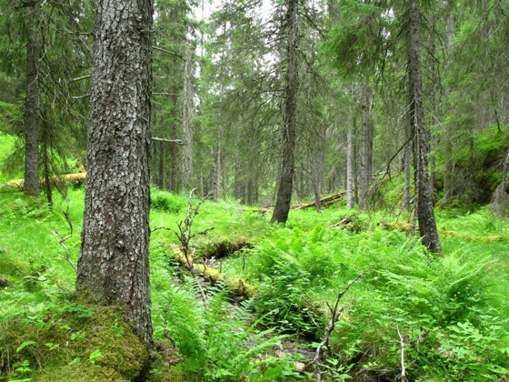 Foto granskog