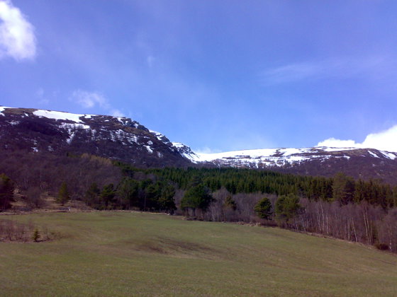 Vernskog mot fjellet.