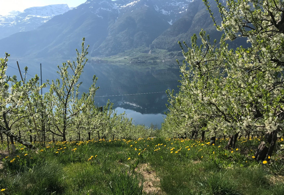 Særprega landskap.