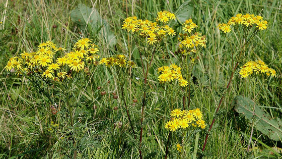 Landøyda. Senecio jacobaea.