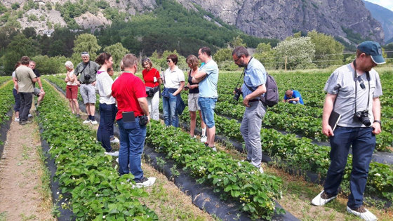 Landets fremste ekspertar i plantevern har årlege fagsamlingar, og denne gongen var samlinga lagt til Sogn og Fjordane. Her er nokre av dei fotografert i eit nyetablert jordbærfelt i Lærdal. 