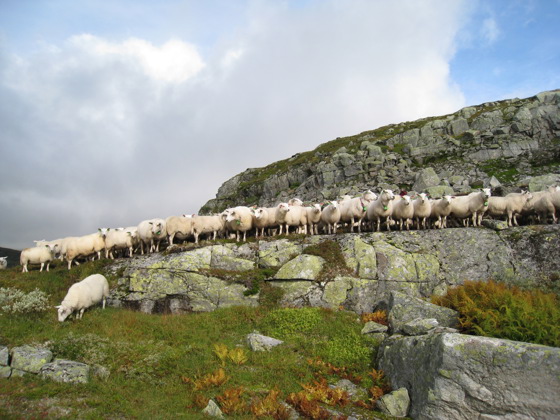 Sauer på fjellbeite.