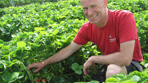 Jordbærprodusent Tom Christensen