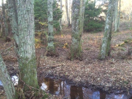 Svartor sumpskog i Larvik.