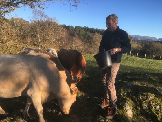 Vestlandsk fjordfe høver godt i vestlandslandbruket.