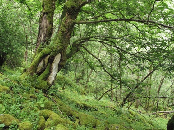 Sørebødalen naturreservat