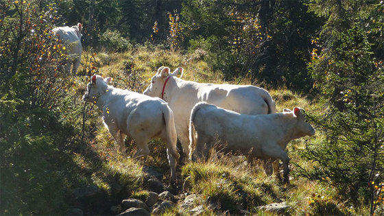 Oppland-kyr på utmarksbeite.