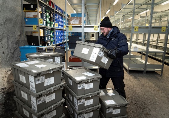 The new CIMMYT seed boxes brought into the Seed Vault for long time safety deposit, by Fredrik Kollberg in NordGen 