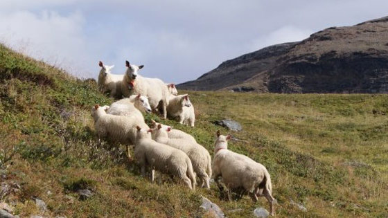 Sau på utmarksbeite i Kåfjord. 