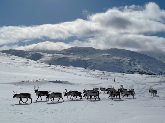 Rein ved Balvatnet i Saltdal