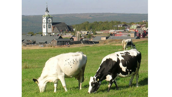 Røroskyr på beite. 