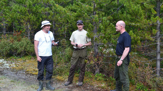 Befaring av et 30 år gammelt contortabestand på Nytrøa i Tynset. Per Holm Nygaard og Stig Støtvig fra Institutt for skog og landskap og Fredrik Haug fra Fylkesmannen i Hedmark.