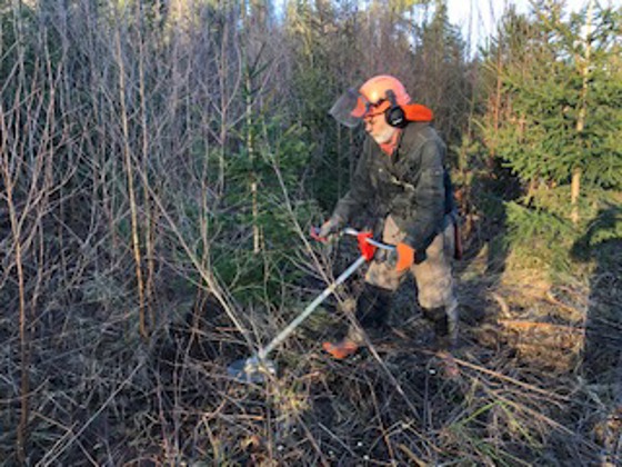 Gode forhold for ungskogpleie i januar i Undrumsdal, Tønsberg.