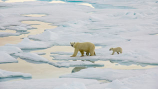 Isbjørnbinne med to unger på sjøisen i Nordkappsundet, sør for Nelsonøya.(© Ann Kristin Balto, Norsk Polarinstitutt).