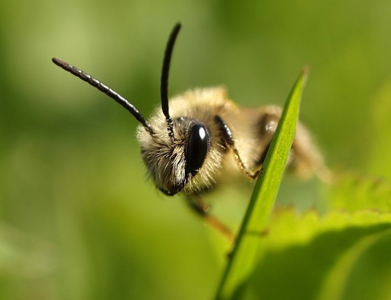 Sandbie (Andrena sp).