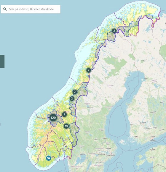 Kart over lam som er drepne av jerv frå april til mai i Noerg