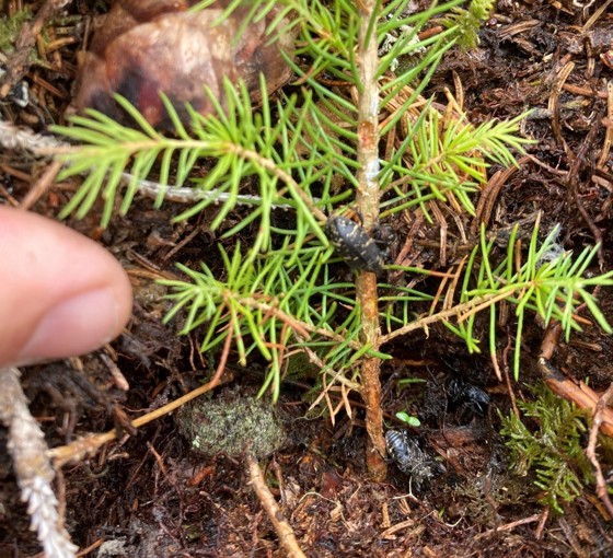 M95-plante kategorisert som livstruande skadd med pågåande gnag frå snutebille. 