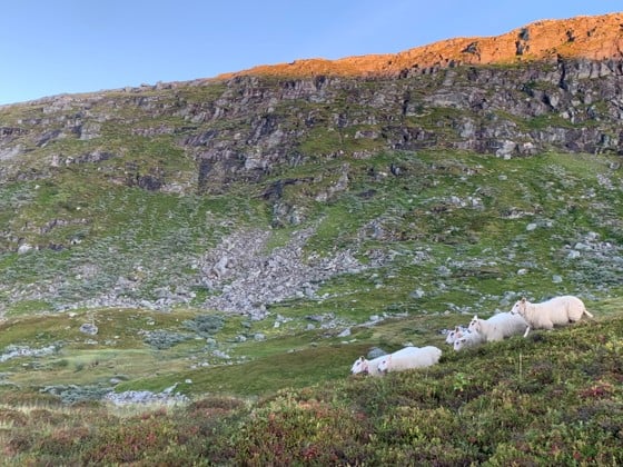 Sauer i fjellet.