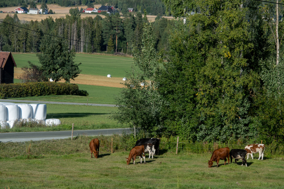 Jordbrukslandskap.