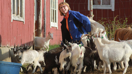 Prosjektleder Hanne storteig sammen med en flokk arktiske kje. 