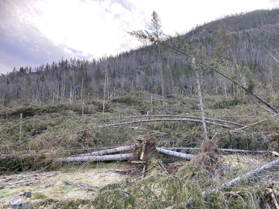 Stormskadd skog i Nordbygda i Hjartdal.