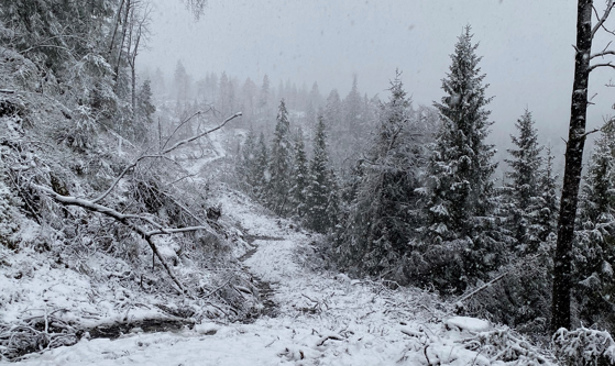 Lang driftsvei i Fjærmedal i Birkenes som er pusset opp etter drift.