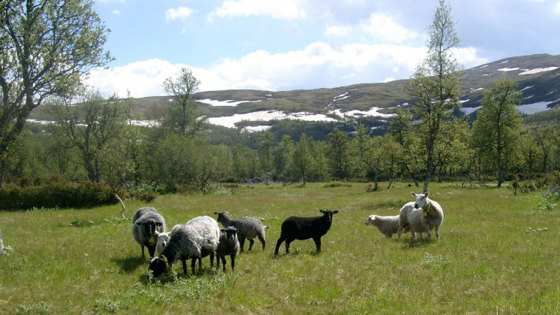 Sau på beite.