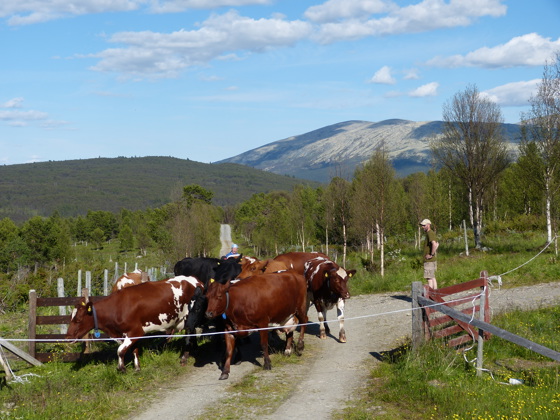 Melke- og kjøttproduksjon