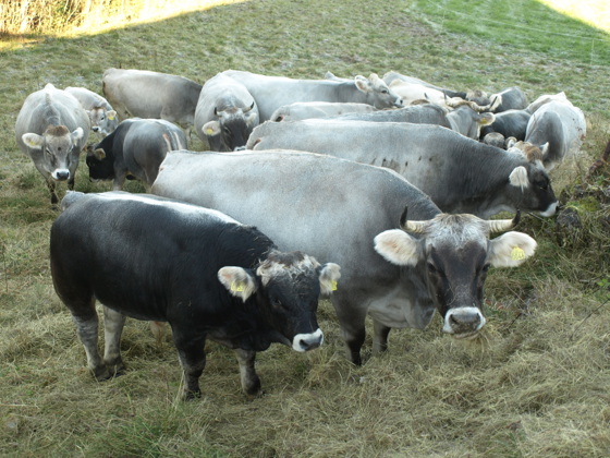 Tyrolsk Gråfe (Tiroler Grauvieh) på gården Aase Nedre i Heddal. 