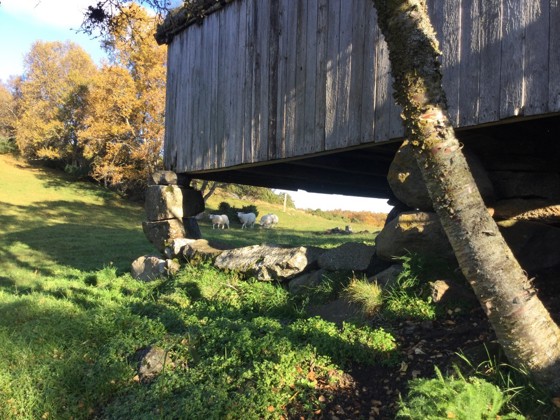 Under Strandhågen. Sauer og sommerfjøs i Skallan-Rå utvalgte kulturlandskap. 