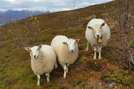 Sau på beite. 