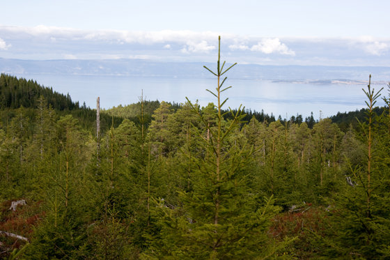 Ungskog langs Trondheimsfjorden. 