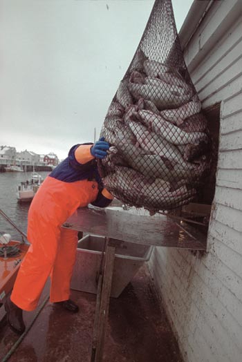 Figur 11.1 Levering av skrei i Henningsvær