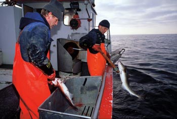 Figur 11.2 Skreifiske i Lofoten – ombord i linebåten «Kjell
 Remi»