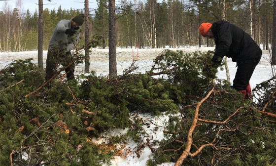 Asle Lifjell og Brynjar Jørgensen samler furukongler i Målselv.