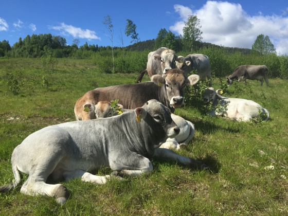 Tiroler Grauvieh på beite. 