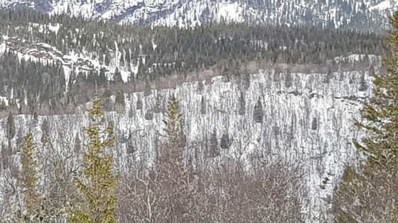 Med potensiale for økt karbonbinding mange steder i Nordland, her fra Brønnøy.