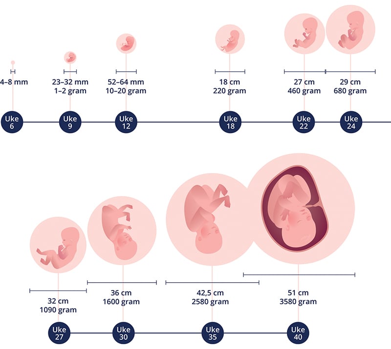 Figur 3.4 Fosterets utvikling. Kilde: Sundhedsstyrelsen 2023