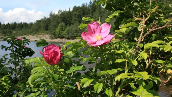 Rynkerose på strand