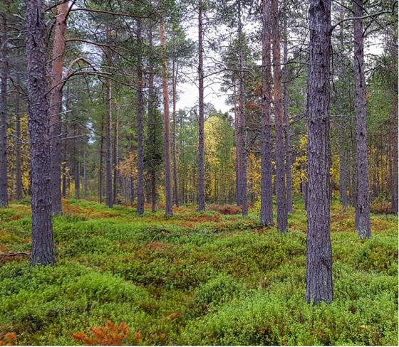 Furubestand på Skillemoen i Alta.