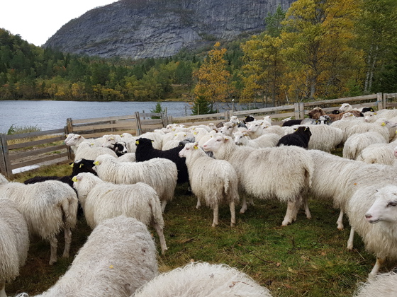 Det har igjen blitt flere sauer i Agderfylkene de siste årene etter fallet fram til 2011/2012.