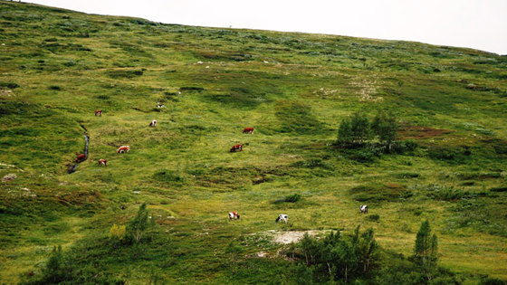 Fjellbeite i Budal.