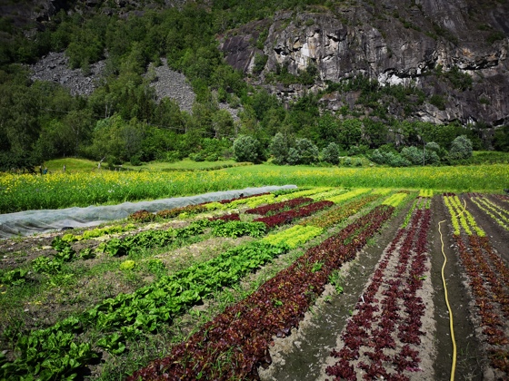 Småskala grøntproduksjon.