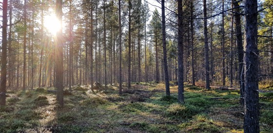 Furubestand på bonitet F11 ved Russeåsen i Pasvik