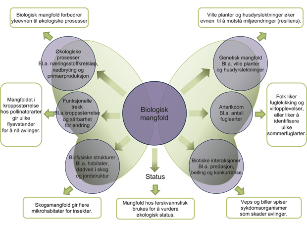 Figur 4.1 Biologisk mangfold, økosystemfunksjoner og økosystemtjenester.