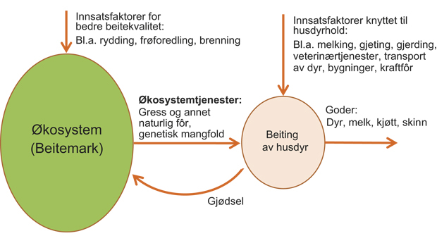 Figur 5.1 Sammenhenger mellom økosystem, økosystemtjenester og høsting av naturressurser – beiting og husdyrhold som eksempel.