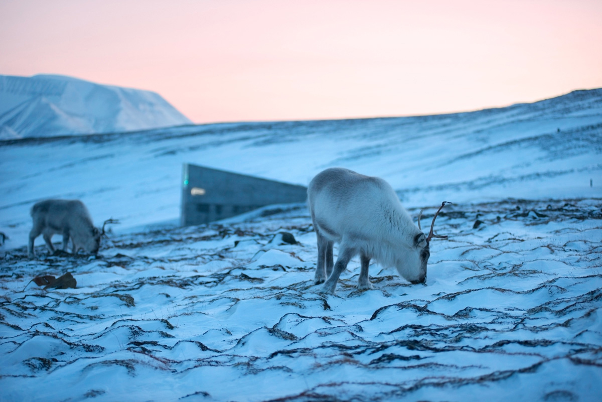 Figur 4.1 Svalbard globale frøhvelv, med svalbardrein 