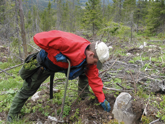 Tettare planting og suppleringsplanting kan auke skogproduksjonen. 